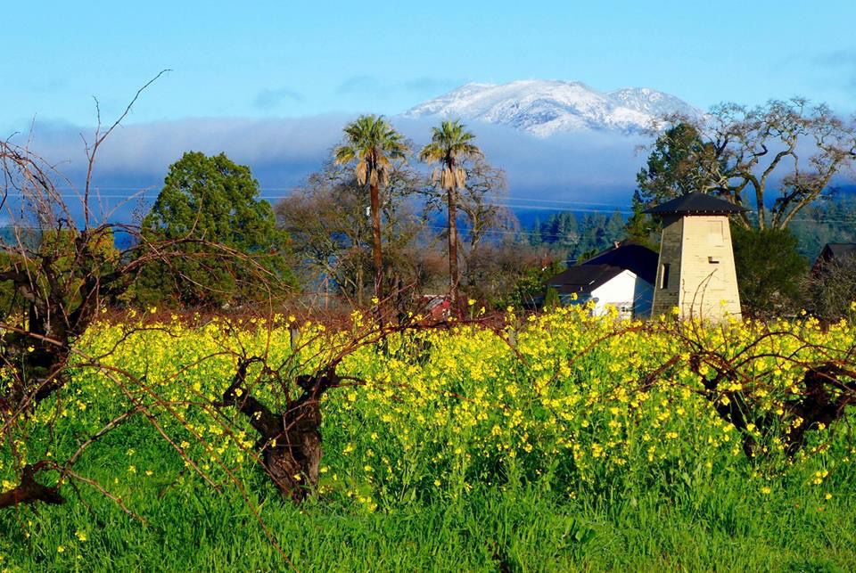From Our Readers: Snow in Napa Valley